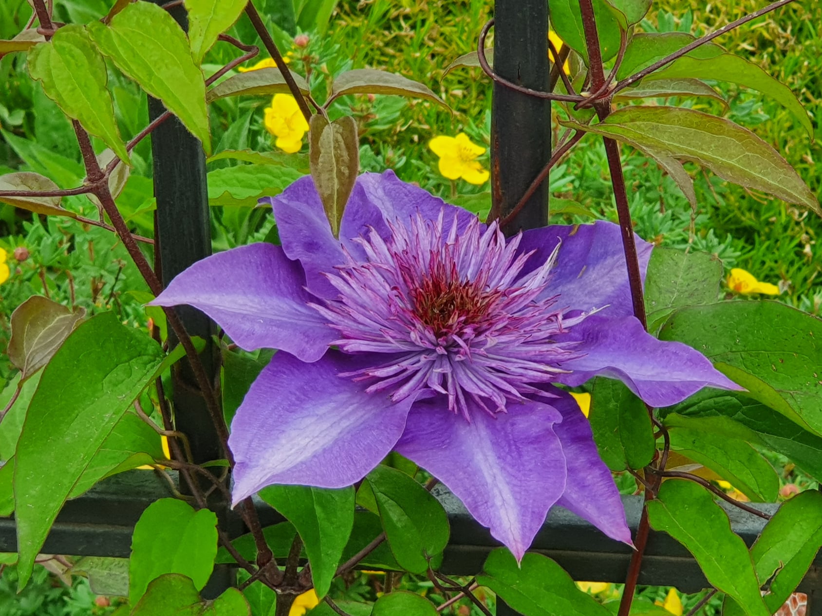 Clematis