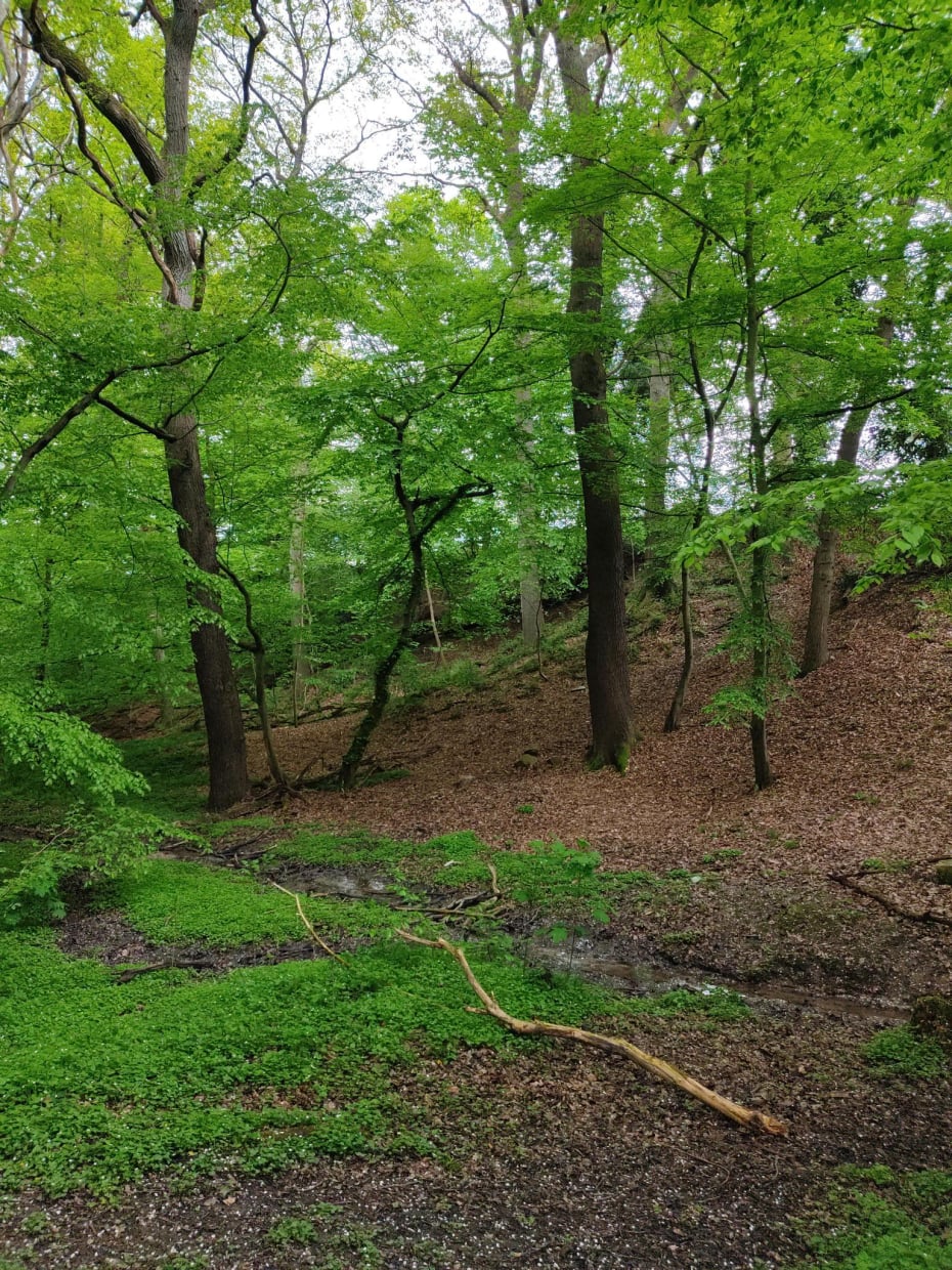 Naturschutzgebiet Bolmke